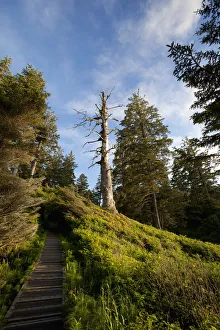 The Hiking Trail To South Beach From Wickaninnish Beach In Pacific Rim National Park Near The Hiking Trail To South Beach From Wickaninnish Beach In Pacific Rim National Park Near