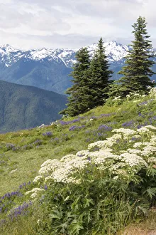 Hills with flowering wildflowers, Hurrican Ridge, Olympic National Park, Washington State Hills with flowering wildflowers, Hurrican Ridge, Olympic National Park, Washington State