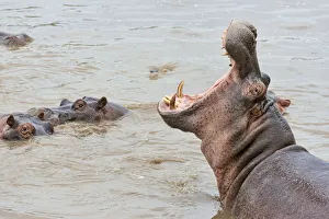 Hippo -Hippopotamus amphibius- displaying threatening gesture, Serengeti, Tanzania Hippo -Hippopotamus amphibius- displaying threatening gesture, Serengeti, Tanzania