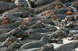 Images Dated 21st September 2006: Hippopotami, Katavi National Park, Zambia