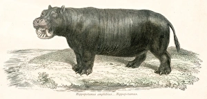 Hippopotamus engraving 1803 Hippopotamus engraving 1803