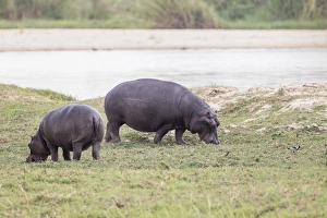 Hippopotamus -Hippopotamus amphibius-, Buffalo National Park, Caprivi Strip, Namibia Hippopotamus -Hippopotamus amphibius-, Buffalo National Park, Caprivi Strip, Namibia