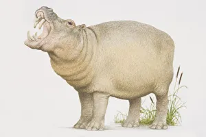 Hippopotamus (hippopotamus amphibius) opening its mouth in a yawn, side view Hippopotamus (hippopotamus amphibius) opening its mouth in a yawn, side view