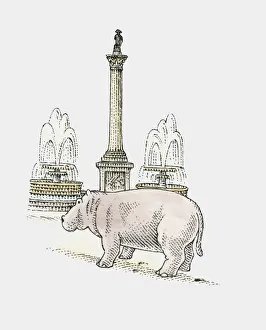 A hippopotamus next to Nelsons Column, Trafalgar Square, London A hippopotamus next to Nelsons Column, Trafalgar Square, London