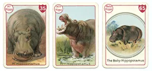 Three hippopotamus playing cards Victorian animal families game Three hippopotamus playing cards Victorian animal families game