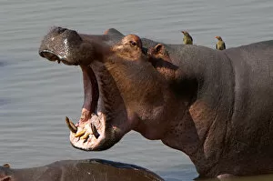 Images Dated 25th August 2006: Hippopotamus, South Luangwa National Park, Zambia