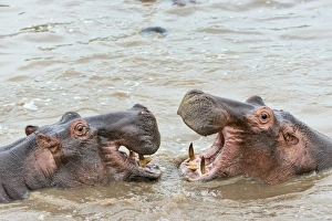 Hippopotamuses -Hippopotamus amphibius-, Serengeti, Tanzania Hippopotamuses -Hippopotamus amphibius-, Serengeti, Tanzania