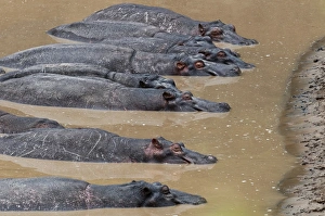 Hippopotamuses -Hippopotamus amphibius- lying next to each other in the water, Olare Orok river Hippopotamuses -Hippopotamus amphibius- lying next to each other in the water, Olare Orok river