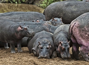 Hippopotamuses -Hippopotamus amphibius- with young, Olare Orok, Maasai Mara National Reserve, Kenya Hippopotamuses -Hippopotamus amphibius- with young, Olare Orok, Maasai Mara National Reserve, Kenya