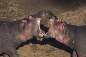 <b class=qtipBold><figcaption>Hippopotamuses sparring</figcaption></b><br>Hippopotamuses sparring(Hippopotamus amphibius). Maasai Mara National Reserve, Kenya. August 2015.<br><em>© Anup Shah</em> Hippopotamuses sparring