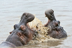 Hippos -Hippopotamus amphibius- with their jaws wide open, Serengeti, Tanzania Hippos -Hippopotamus amphibius- with their jaws wide open, Serengeti, Tanzania