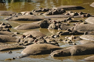 <b class=qtipBold><figcaption>Hippos Sleeping</figcaption></b><br>Serengeti, Tanzania<br><em>© Altai World Photography</em> Hippos Sleeping