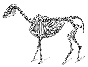 Hippotherium gracile is an extinct genus of horse that lived in during the Miocene through Pliocene Hippotherium gracile is an extinct genus of horse that lived in during the Miocene through Pliocene