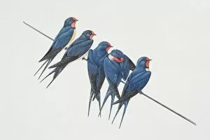 Barn Swallow Gallery: Hirundo rustica, five Barn Swallows perched on a wire