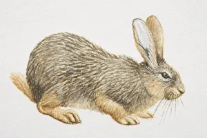Hispid Hare (caprolagus hispidus), crouching, side view Hispid Hare (caprolagus hispidus), crouching, side view