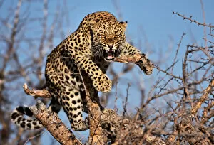 Spotted Gallery: Hissing leopard on a tree in Namibia