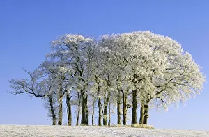 Hoar Frost on the Leaves of Trees Against a Blue Sky Hoar Frost on the Leaves of Trees Against a Blue Sky