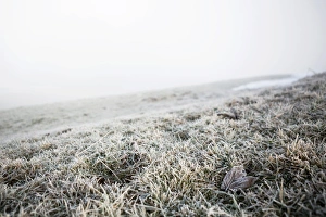 Hoarfrost on a meadow, Trogen, Appenzell, Switzerland Hoarfrost on a meadow, Trogen, Appenzell, Switzerland