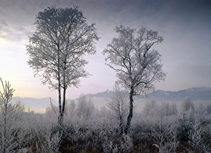 Hoarfrost in Murnau Moor, in front of Ettaler Mandl, Upper Bavaria, Bavaria, Germany Hoarfrost in Murnau Moor, in front of Ettaler Mandl, Upper Bavaria, Bavaria, Germany