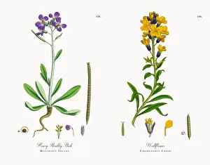 Hoary Shrubby Stock, Matthiola Incana, Victorian Botanical Illustration, 1863 Hoary Shrubby Stock, Matthiola Incana, Victorian Botanical Illustration, 1863