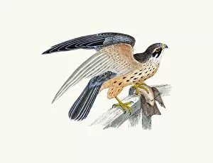 Hobbies Gallery: Hobby small falcon bird of prey