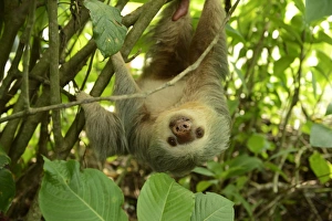 Hoffmanns two-toed sloth -Choloepus hoffmanni-, hanging upside down in a tree, La Fortuna Hoffmanns two-toed sloth -Choloepus hoffmanni-, hanging upside down in a tree, La Fortuna