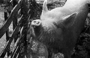 Hog Wash Hog Wash