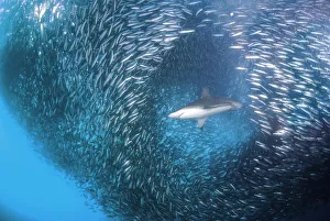 <b class=qtipBold><figcaption>Hole through the baitball</figcaption></b><br>Bronze whaler shark swimming through a giant ball of sardines, waiting to feed on them.Sardine run, off the East coast of South Africa.<br><em>© © 2010 Wildestanimal</em> Hole through the baitball