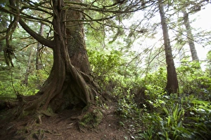 A hollow old growth giant redwood tree along the path to South Beach in Pacific Rim A hollow old growth giant redwood tree along the path to South Beach in Pacific Rim