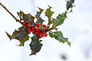<b class=qtipBold><figcaption>Holly with Berries</figcaption></b><br>Close up of holly with red berries on a winters day. A very seasonal and festive photograph.<br><em>© © Simon Gakhar</em> Holly with Berries