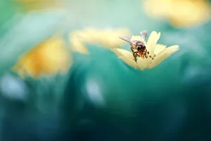 <b class=qtipBold><figcaption>Honey Bee</figcaption></b><br>Insects On Earth, 584687949<br><em>© Donald Jusa</em> Honey Bee