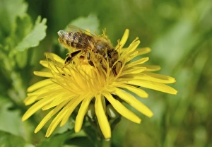 Honey Bee -Apis mellifera- covered with pollen from collecting honey on a Dandelion Honey Bee -Apis mellifera- covered with pollen from collecting honey on a Dandelion
