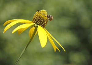 Honey Bee -Apis mellifera- on the flower of a Shiny Coneflower -Rudbeckia nitida- Honey Bee -Apis mellifera- on the flower of a Shiny Coneflower -Rudbeckia nitida-