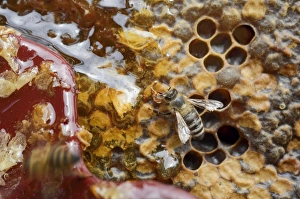 Honey bee -Apis mellifera- nibbling on the open honey comb with leaking honey Honey bee -Apis mellifera- nibbling on the open honey comb with leaking honey