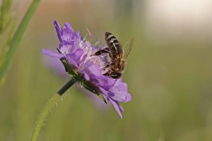 Honey bee -Apis mellifera- on a Scabious flower -Knautia-, Baden-Wuerttemberg, Germany Honey bee -Apis mellifera- on a Scabious flower -Knautia-, Baden-Wuerttemberg, Germany