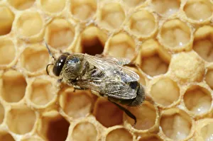 Honey bee -Apis mellifera var nica-, drone on drone brood, larvae shortly before pupation Honey bee -Apis mellifera var nica-, drone on drone brood, larvae shortly before pupation