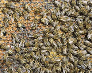 Honey Bees -Apis mellifera- on honeycomb with capped cells holding honey, winter bees Honey Bees -Apis mellifera- on honeycomb with capped cells holding honey, winter bees