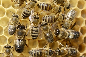 Honey bees -Apis mellifera var carnica-, worker bees and male drones on bright honeycomb Honey bees -Apis mellifera var carnica-, worker bees and male drones on bright honeycomb