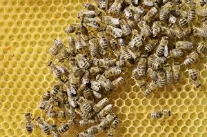 Images Dated 26th May 2012: Honey bees -Apis mellifera var carnica-, worker bees in panic formation on a comb with eggs