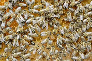 Honey bees -Apis mellifera-, worker bees caring for the brood, larvae, circa 8 days