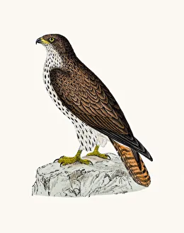 <b class=qtipBold><figcaption>Honey Buzzard bird of prey</figcaption></b><br>A photograph of an original hand-colored engraving from The History of British Birds by Morris published in 1853-1891.<br><em>© mashuk</em> Honey Buzzard bird of prey