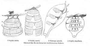 <b class=qtipBold><figcaption>Honeycombs engraving 1884</figcaption></b><br>Brehms Thierleben (Tierleben). Allgemeine Kunde des Thierreichs. Vierte Abtheilung - Wirbellofe Thiere. Leipzig Verlag, 1884.<br><em>© This content is subject to copyright.</em> Honeycombs engraving 1884