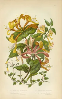 Honeysuckle, Honeysuckle Vine, Lonicera, Victorian Botanical Illustration Honeysuckle, Honeysuckle Vine, Lonicera, Victorian Botanical Illustration