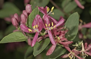 Honeysuckle -Lonicera sp.-, inflorescence, Untergroningen, Abtsgmuend, Baden-Wurttemberg Honeysuckle -Lonicera sp.-, inflorescence, Untergroningen, Abtsgmuend, Baden-Wurttemberg
