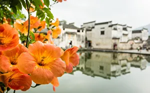 Hongcun Ancient Village with Chinese trumpet creeper, Huangshan, Anhui, China Hongcun Ancient Village with Chinese trumpet creeper, Huangshan, Anhui, China