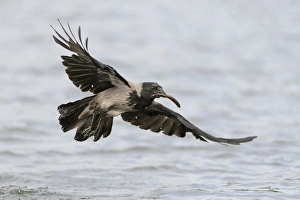 Hooded Crow -Corvus corone cornix- flying with a caught fish in the beak, Mecklenburg-Western Hooded Crow -Corvus corone cornix- flying with a caught fish in the beak, Mecklenburg-Western