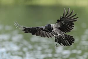 Related Images Gallery: Hooded Crow -Corvus corone cornix- hunting for fish on a lake, Mecklenburg-Western Pomerania