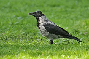 Hooded Crow -Corvus corone cornix- standing on a meadow, Leipzig, Saxony, Germany Hooded Crow -Corvus corone cornix- standing on a meadow, Leipzig, Saxony, Germany