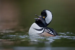 <b class=qtipBold><figcaption>Hooded Merganser</figcaption></b><br>Male Hooded Merganser floating on water.<br><em>© Phoo Chan</em> Hooded Merganser