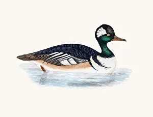 <b class=qtipBold><figcaption>Hooded Merganser Duck Waterfowl bird</figcaption></b><br>A photograph of an original hand-colored engraving from The History of British Birds by Morris published in 1853-1891.<br><em>© mashuk</em> Hooded Merganser Duck Waterfowl bird